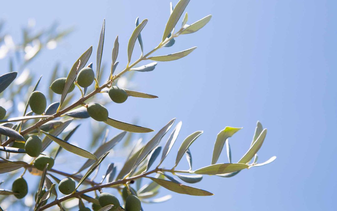 UN OLIVO ANTE LA INJUSTICIA: CLAMORES DESESPERADOS Y ASEVERACIONES DE FE, EN EL SALMO 52