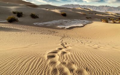 UNA FIESTA EN EL DESIERTO